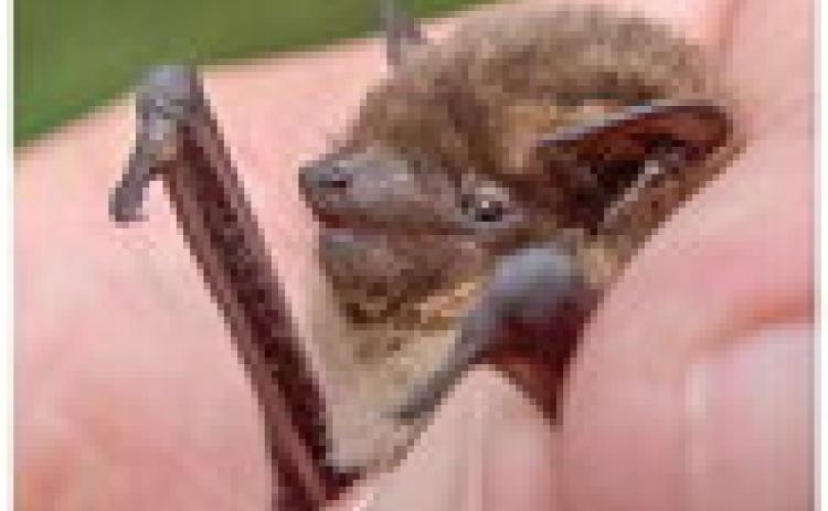The bat removal process for homeowners