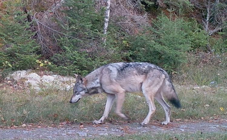 A gray wolf is shown in the Upper Peninsula, captured on a trail camera image in 2024 as part of the Michigan Department of Natural Resources’ wolf abundance study. CREDIT: MICHIGAN DEPARTMENT OF NATURAL RESOURCES