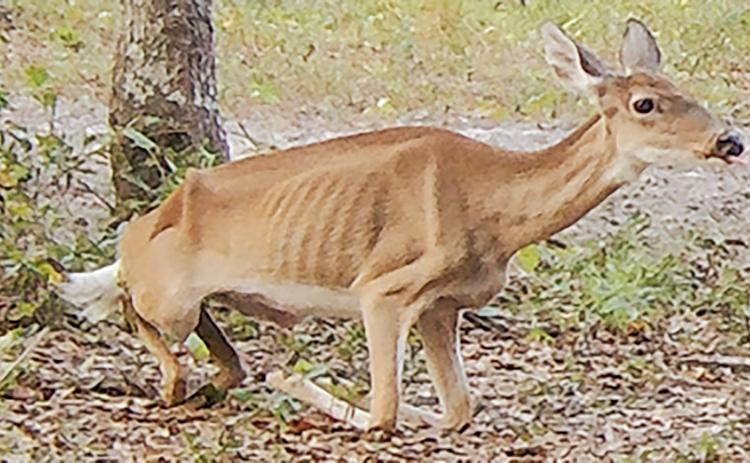 Deer with chronic wasting disease. UNIVERSITY OF FLORIDA