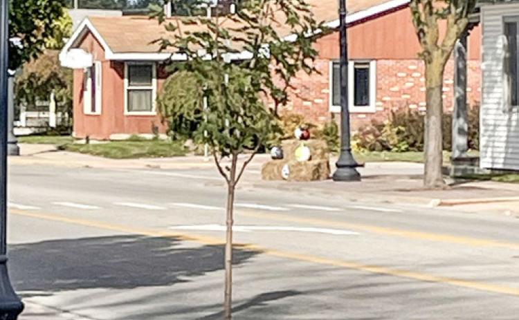 City of Beaverton plants new trees