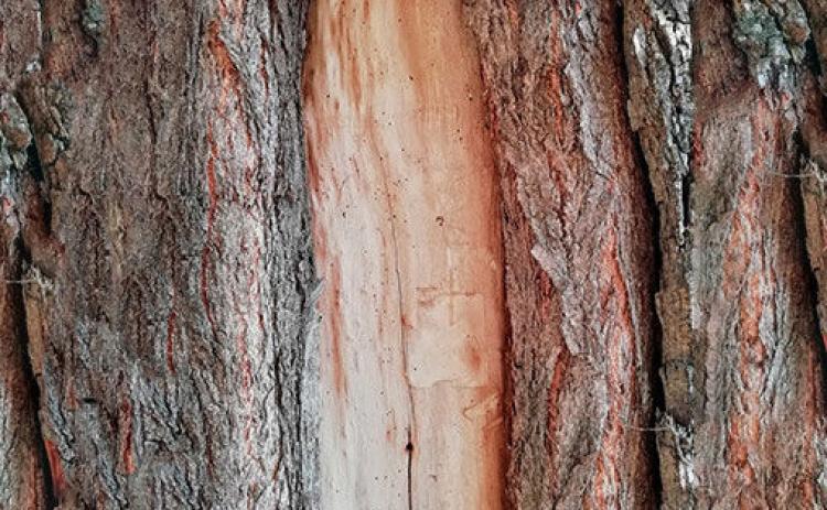How to Cover & Protect Young Trees in Winter