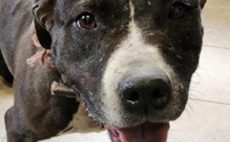 PET OF THE WEEK