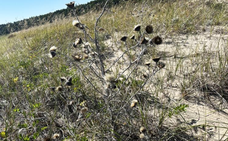 Pitcher’s thistle photographed in Great Lakes Coastal dune habitat. ANDREW BOWKER/USFWS