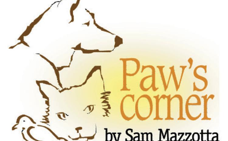 Prevent your pet from becoming a statistic