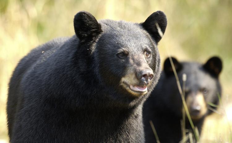 As spring arrives and we spend more time outside, keep in mind that human behavior affects bear behavior.