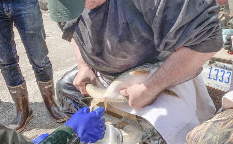 DNR collecting walleye eggs on Muskegon River this spring