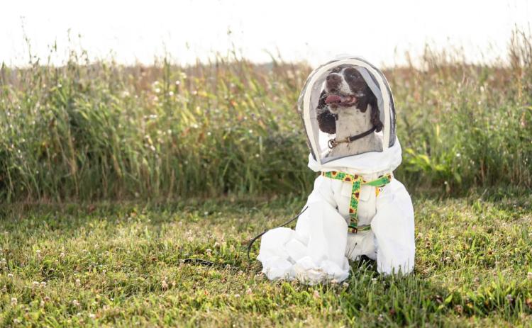 Maple wears a custom-made beekeeping suit when she works to sniff out potential bacteria in honeybee hives. G.L. KOHUTH/MICHIGAN STATE UNIVERSITY