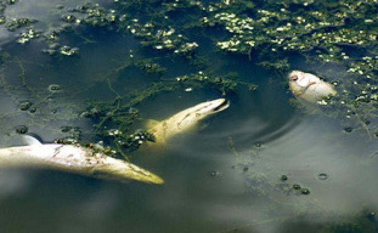 It is normal for winter conditions to cause some mortality of fish and other creatures such as turtles, frogs, toads and crayfish.