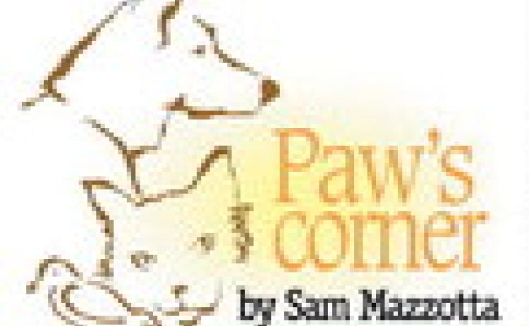 The best gift you can give your pet
