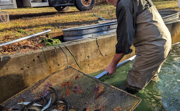 Thompson State Fish Hatchery stocked 28,046 Great Lakes strain muskellunge, weighing 3,832 pounds, at 18 locations in the Upper and Lower peninsulas.