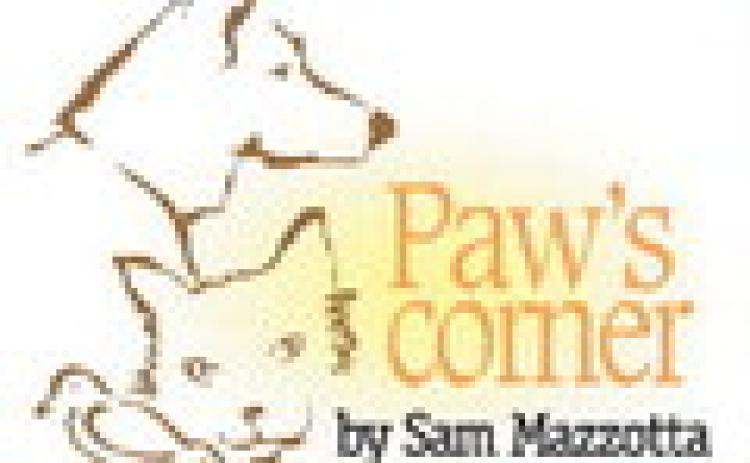 Keep your pets safe during the holidays