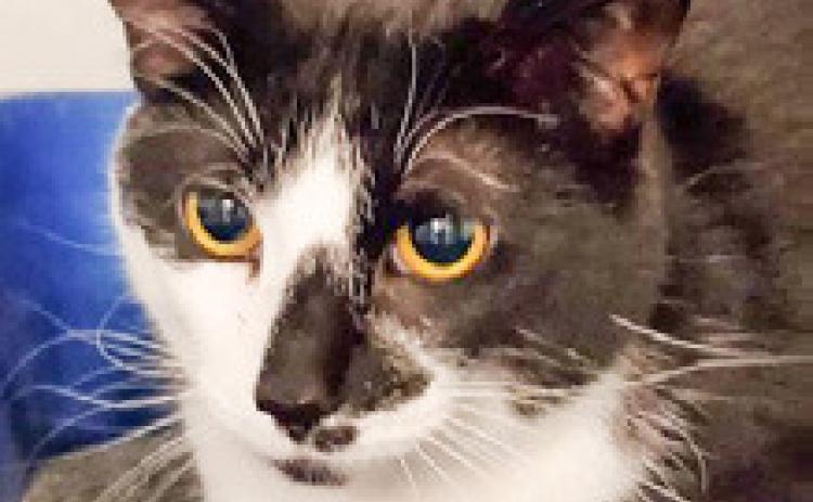 PET OF THE WEEK