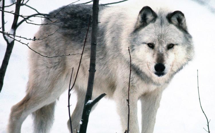 A gray wolf lurks behind trees. DEPARTMENT OF NATURAL RESOURCES
