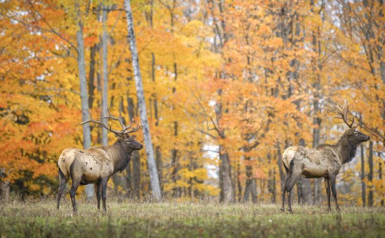 During elk season, public awareness and reporting of poaching are key