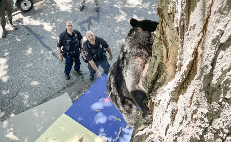 Mt. Pleasant police and other city workers helped the DNR remove the bear from the tree.