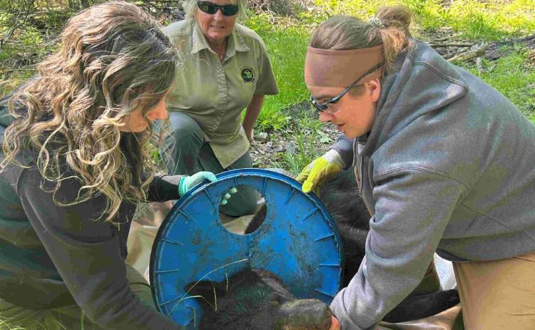 DNR biologists remove lid stuck on bear’s neck for two years