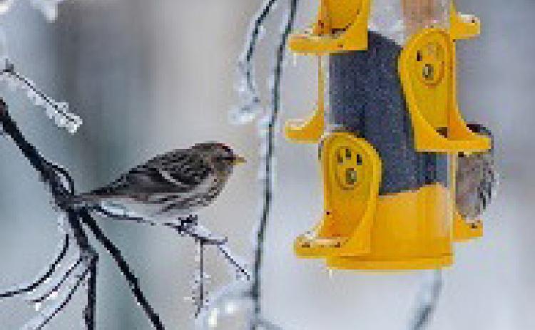 Follow these tips to keep birds safe