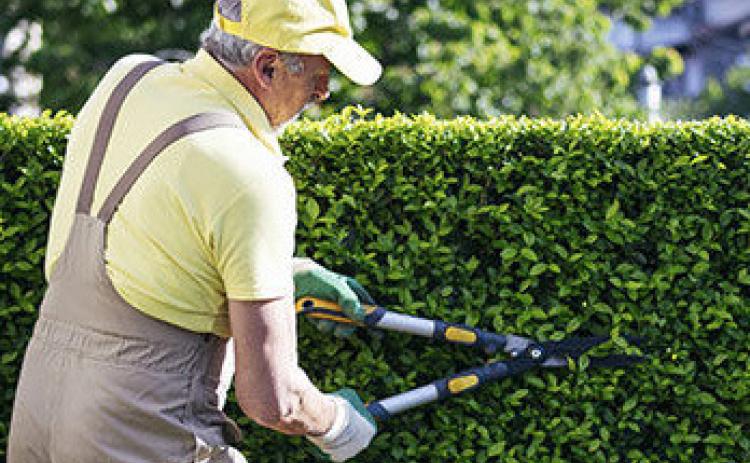 How to prune bushes