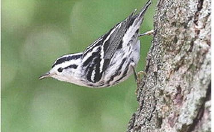 Black-and-White Warbler