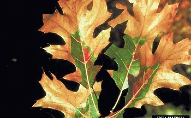Prune oak trees in winter to avoid oak wilt