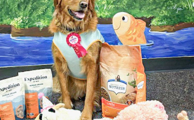 Izzy the Library Dog celebrated third birthday
