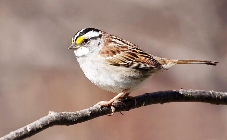White-throated Sparrow