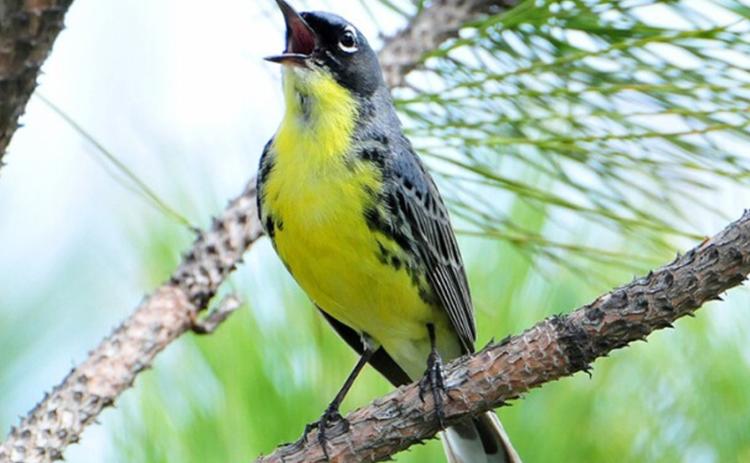 The Kirtland’s warbler is one of the rarest birds in North America and needs young jack pines to nest. U.S. FISH &amp; WILDLIFE SERVICE