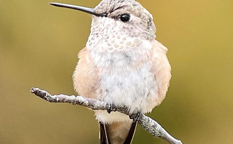 Rufous Hummingbird