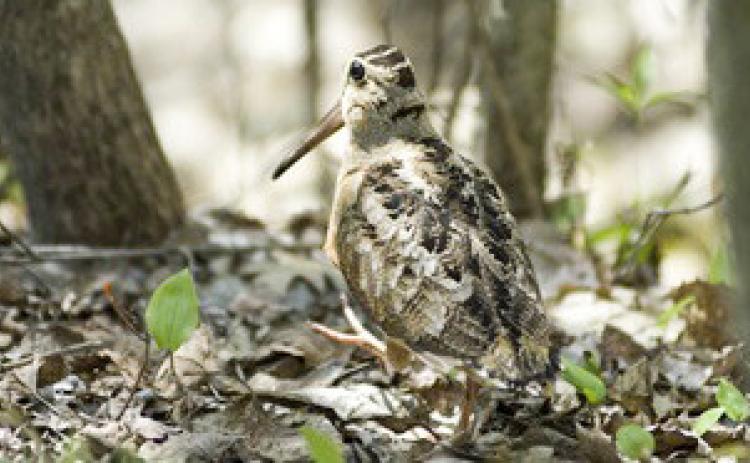 Woodcock Walk near Gladwin