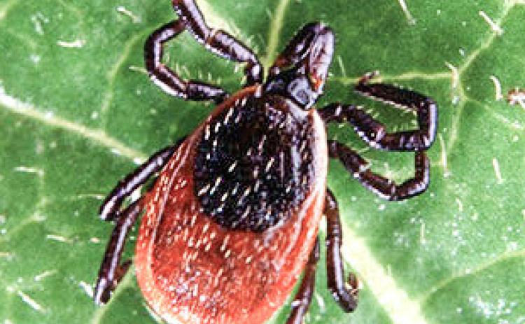 Climate change makes ticks a year-round pest in Michigan