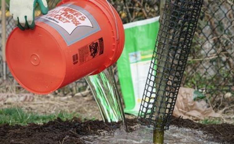 Help your trees beat the summer heat with a little water