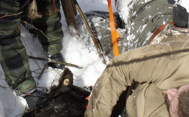 Researchers pull a sedated black bear from her den near Cadillac in February 2026. This bear had three cubs, all healthy.