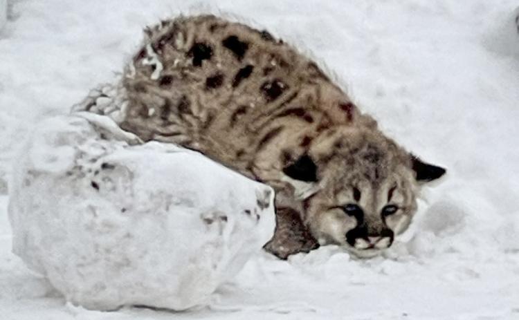 For the first time in more than 100 years, cougar cubs have been discovered living in the Michigan wild.