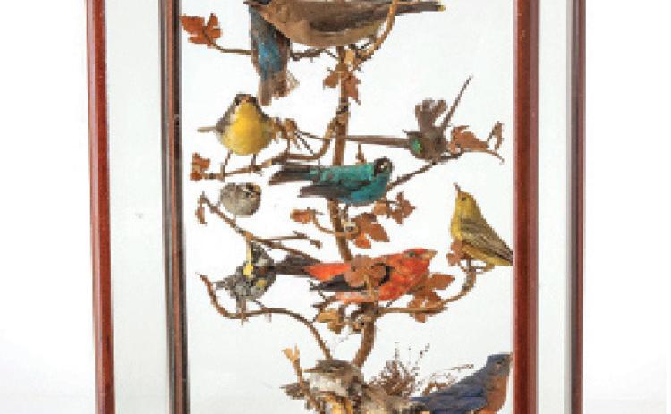 Antique taxidermy