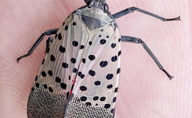Invasive spotted lanternfly confirmed in Monroe County