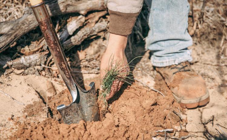 State forest planting in partnership with the Arbor Day foundation.