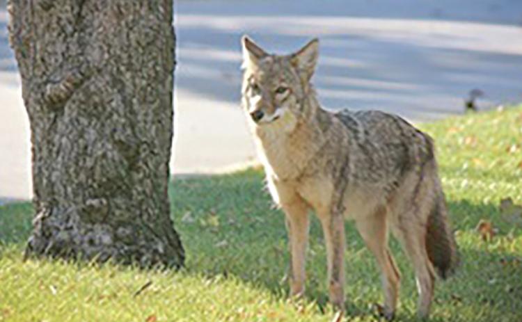 Want some space from coyotes? Try these tips