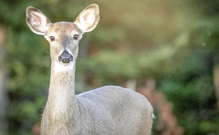 Reports of EHD-affected deer occurring across southwest Michigan