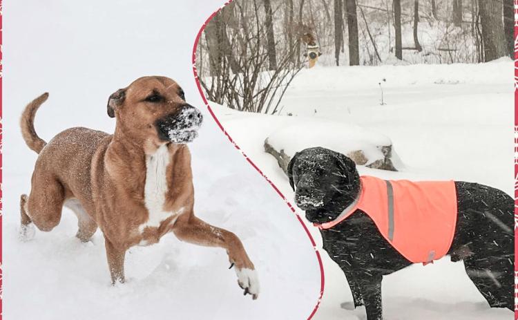 Ten ways to keep your pets safe this winter