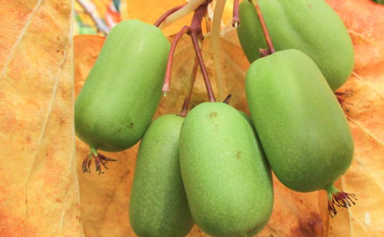 Michigan State kiwi are hearty, delicious and nutritious. They also have no fuzz so you can eat them like grapes. PHOTO PROVIDED BY ROBERT WILLIAMS