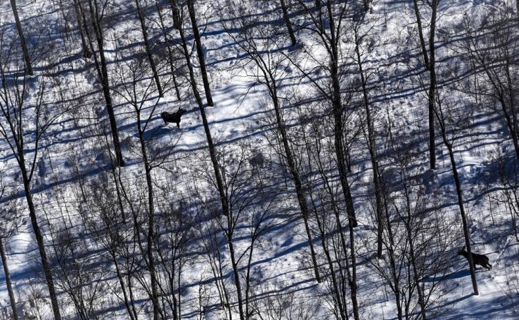 DNR moose survey results show population in western UP statistically unchanged