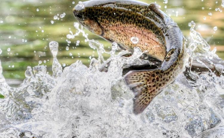 Regulation changes for inland trout, salmon and lake sturgeon now in effect