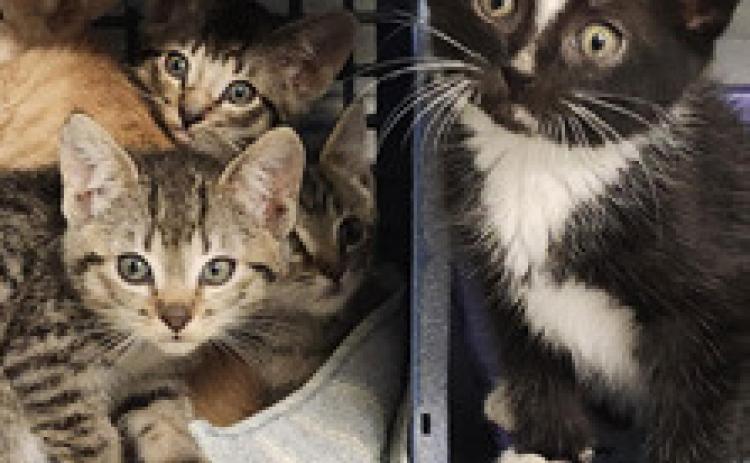 PET OF THE WEEK