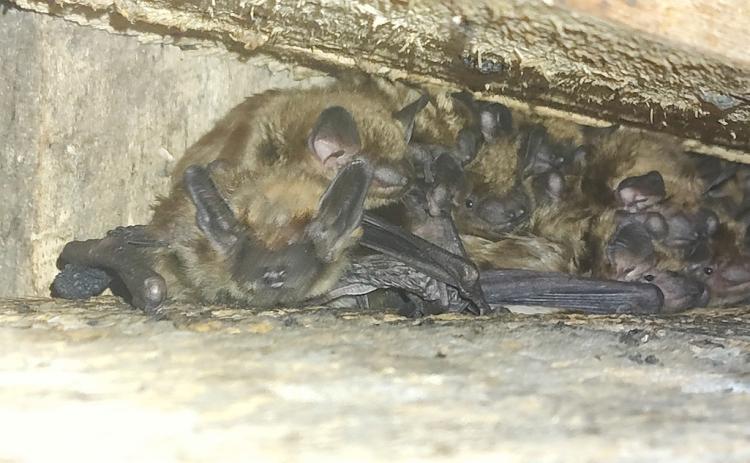 A colony of bats roosts in a confined space, highlighting the importance of summer roost sites for resting, raising young and sheltering throughout the season. PHOTO PROVIDED BY JOY AND RICHARD KUYT