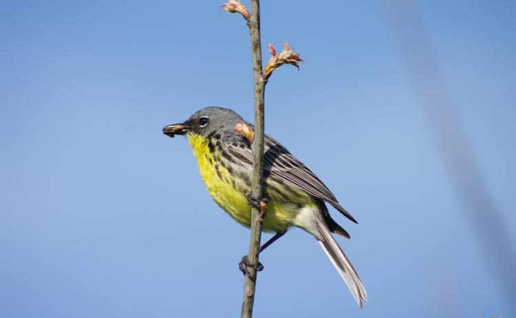 New names slated for birds, including Kirtland’s warbler