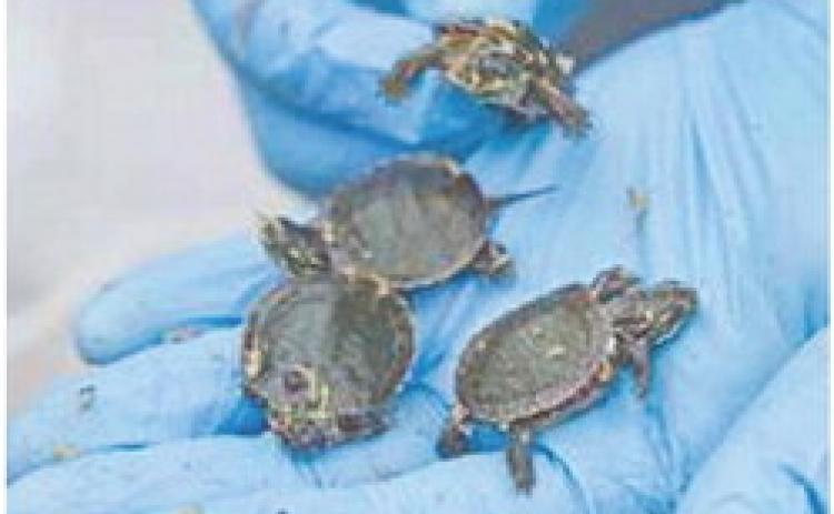 The regular rescue and release of turtles is one of many steps Consumers Energy has voluntarily taken to protect the environment while investing in the critical infrastructure upgrades necessary to continue delivering the service customers need and deserve.