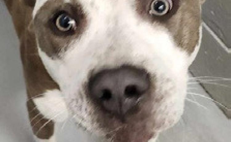 PET OF THE WEEK