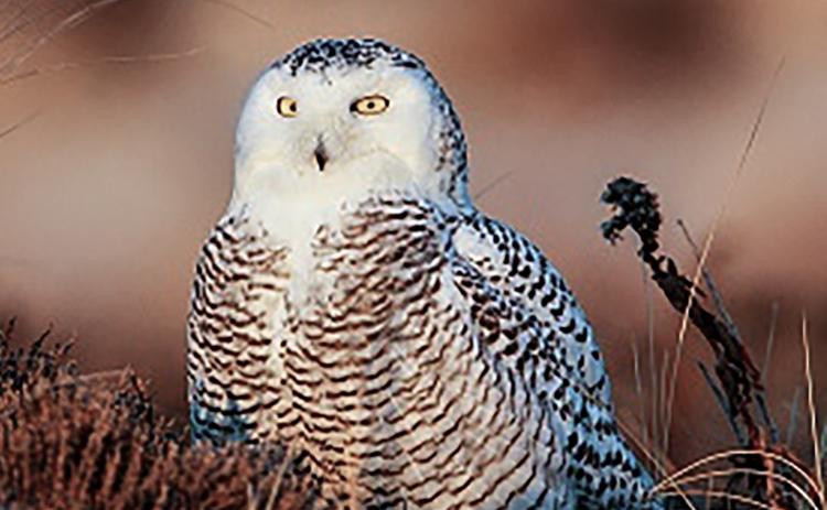 Your guide to Michigan’s winter birds
