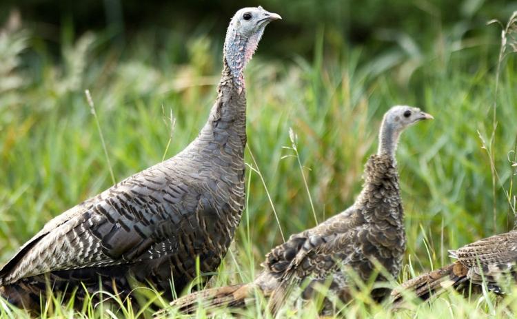 The Michigan Department of Natural Resources needs your help to tally wild turkeys this summer. Take just a few minutes to report any turkeys you see, July 1 through Aug. 31, and contribute valuable data to track the health of the state’s turkey population.