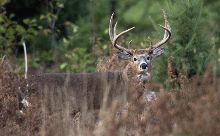 2022 deer hunting season recap: Highlights from first year of required harvest reporting